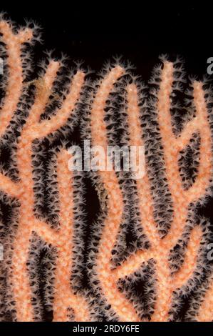 Polypes sur Sea Fan, Melithaea sp, site de plongée Yillet Kecil, près de Boo Island, Raja Ampat, Papouasie occidentale, Indonésie Banque D'Images