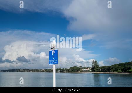 Seagull debout sur le dessus du panneau de stationnement de 5 minutes à la plage de Takapuna. Auckland. Banque D'Images