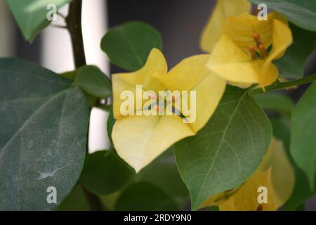 Cultivar de bougainvilliers 'Sunvillea Cream' (Bougainvillea glabra) aux bractées jaunes safran : (pix Sanjiv Shukla) Banque D'Images