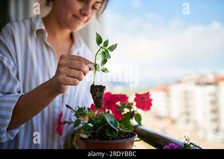Femme plantant le germe de basilic dans le balcon Banque D'Images
