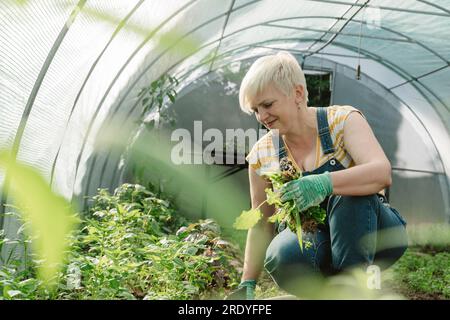 Fermier souriant désherbant les plantes à la ferme Banque D'Images