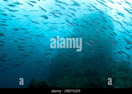 Bluestreak Fusiliers, tuile Pterocaesio, école par pinacle, site de plongée Boo Windows, île de Yillet, près de l'île de Boo, Raja Ampat, Papouasie occidentale, Indonésie Banque D'Images