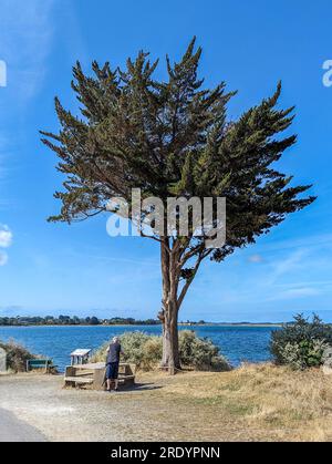 (C) Denis TRASFI / MAXPPP - France, Bretagne, Morbihan, île d'Arz (à proximité de l'Île-aux-moines) le 22 juillet 2023 - Randonneur agé faisant une pa Banque D'Images