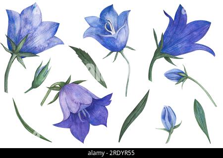 Aquarelle Blue Bell Flower. Ensemble dessiné à la main avec des fleurs et des bourgeons bellflower. Illustration de Campanula sur fond blanc isolé. Dessin pour Banque D'Images