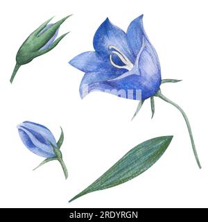 Aquarelle Blue Bell Flower. Ensemble dessiné à la main avec des fleurs et des bourgeons bellflower. Illustration de Campanula sur fond blanc isolé. Dessin pour Banque D'Images