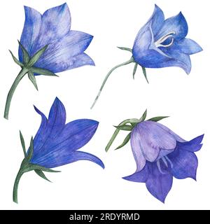 Aquarelle Blue Bell Flower. Ensemble dessiné à la main avec des fleurs et des bourgeons bellflower. Illustration de Campanula sur fond blanc isolé. Dessin pour Banque D'Images