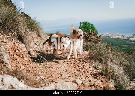 Deux chiens courant sur le sentier surplombant la côte méditerranéenne par jour ensoleillé Banque D'Images