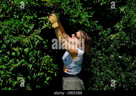 Une femme tondant, taillant, une haie de jardin. Banque D'Images