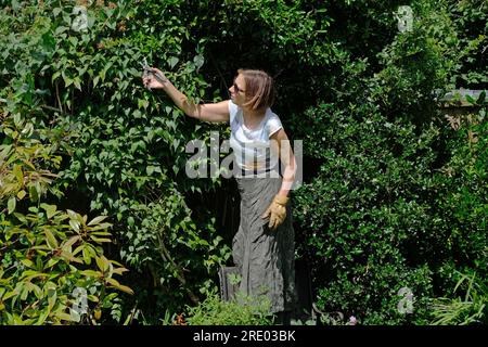 Une femme tondant, taillant, une haie de jardin. Banque D'Images