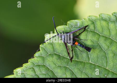 Papillon des ailes claires à ceinture rouge (Synanthedon myopaeformis), sur une feuille, Allemagne, Rhénanie-du-Nord-Westphalie Banque D'Images