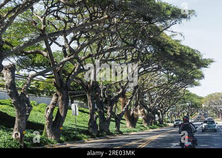 avenue, avec des auvents partiellement fermés sur la route, USA, Hawaii, Honoapiilani Hwy, Waikapu Banque D'Images