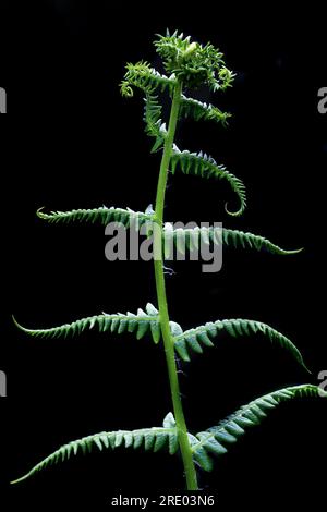 Fougère douce des montagnes, fougère parfumée au citron, fougère des montagnes (Oreopteris limbosperma, Thelypteris limbosperma, Lastrea limbosperma), jeune feuille en développement Banque D'Images