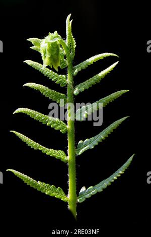 Fougère royale (Osmunda regalis), jeune feuille sur fond noir, pays-Bas Banque D'Images