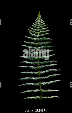 Fougère douce des montagnes, fougère parfumée au citron, fougère des montagnes (Oreopteris limbosperma, Thelypteris limbosperma, Lastrea limbosperma), face supérieure de la feuille Banque D'Images