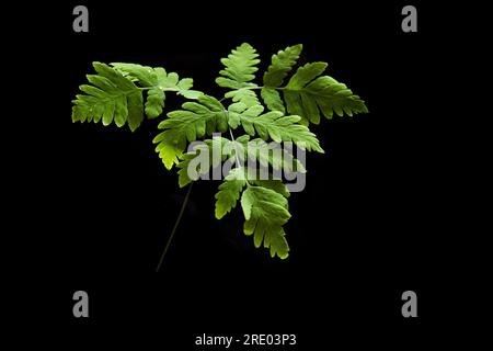 Fougère de chêne (Gymnocarpium dryopteris), jeune feuille sur fond noir, pays-Bas Banque D'Images