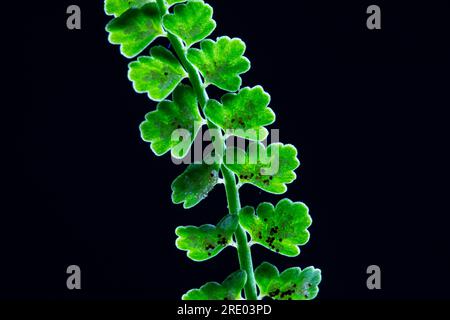 Spleenwort vert (Asplenium viride), dessous de la feuille, folioles avec sporanges sur fond noir, pays-Bas Banque D'Images