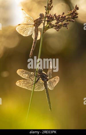 Écumoire à queues (Orthetrum coerulescens), mâle en contre-jour, Allemagne, Bavière Banque D'Images