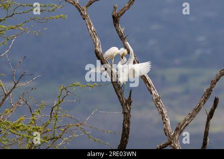 Aigrette de bétail, héron à dos vigoureux (Ardeola ibis, Bubulcus ibis), alimentation d'oiseaux adultes à part entière, mendiant de jeunes oiseaux sur un arbre mort, États-Unis, Hawaï, Maui, Banque D'Images