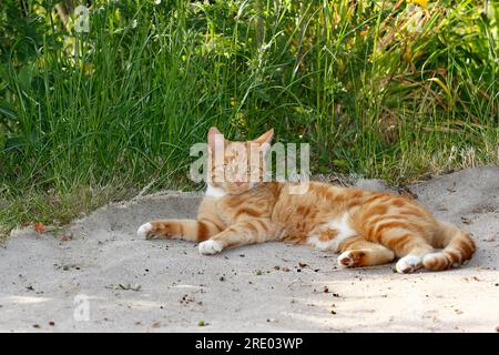 jeune tabby tomcat rouge couché sur un tapis Banque D'Images