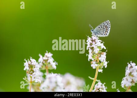 baton blue (Baton Philotes, Baton Pseudophilotes, Baton Lycaena), assis sur une fleur, France Banque D'Images