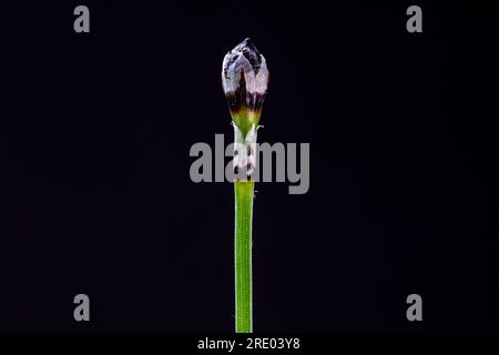 Ruée naine, queue de cheval sedge (Equisetum scirpoides), germe avec cône sur fond noir, pays-Bas Banque D'Images