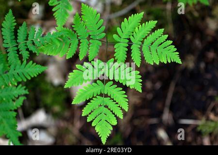 Fougère de chêne (Gymnocarpium dryopteris), feuille, pays-Bas Banque D'Images