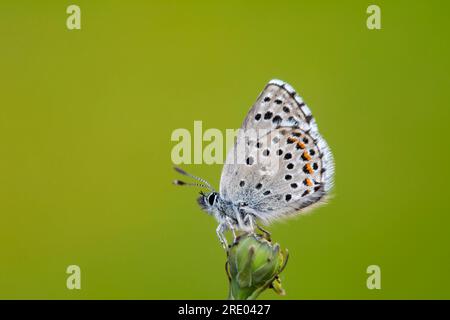 baton blue (Baton Philotes, Baton Pseudophilotes, Baton Lycaena), assis sur un bourgeon floral, France Banque D'Images