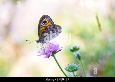 Grand mur brun, Bois-nymphe (Lasiommata maera), sur une fleur violet pâle, vue de côté, Allemagne, Rhénanie du Nord-Westphalie Banque D'Images