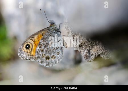 Large Wall Brown, Wood-nymphe (Lasiommata maera), assis à un mur de pierre, vue latérale, Allemagne, Rhénanie du Nord-Westphalie Banque D'Images