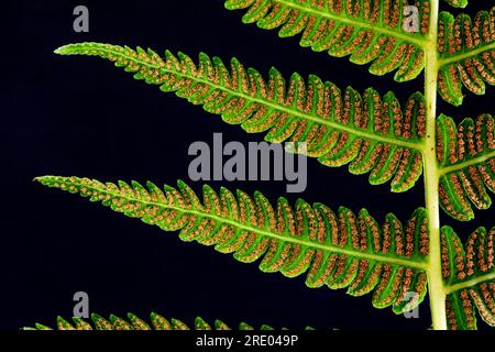 Fougère douce des montagnes, fougère parfumée au citron, fougère des montagnes (Oreopteris limbosperma, Thelypteris limbosperma, Lastrea limbosperma), dessous de la feuille, feuille Banque D'Images