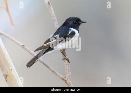 Robin à capuche (Petroica cucullata, Melanodryas cucullata), assis sur une branche, Australie, territoire du Nord, Alice Springs Desert Park Banque D'Images