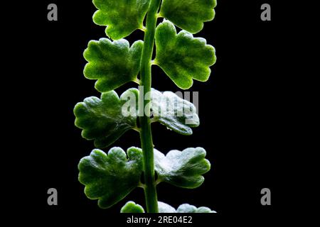 Spleenwort vert (Asplenium viride), feuillets de détail de feuille sur fond noir, pays-Bas Banque D'Images