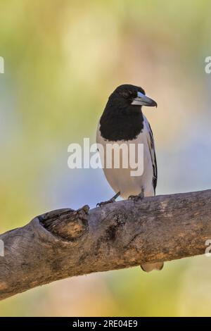 Oiseau boucher à gorge noire (Cracticus nigrogularis), assis sur une branche, Australie, territoire du Nord Banque D'Images