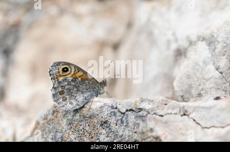 Grand mur brun, Bois-nymphe (Lasiommata maera), assis sur un mur de pierre, vue latérale, Allemagne, Rhénanie du Nord-Westphalie Banque D'Images