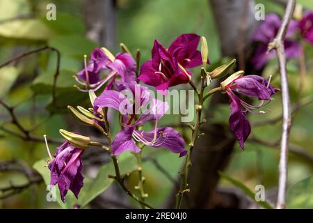 Ébène de montagne, orchidée (Bauhinia variegata), fleurs, États-Unis, Hawaï, Maui Banque D'Images