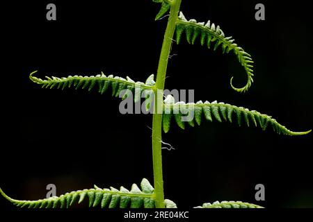 Fougère douce de montagne, fougère parfumée au citron, fougère de montagne (Oreopteris limbosperma, Thelypteris limbosperma, Lastrea limbosperma), folioles contre le noir Banque D'Images