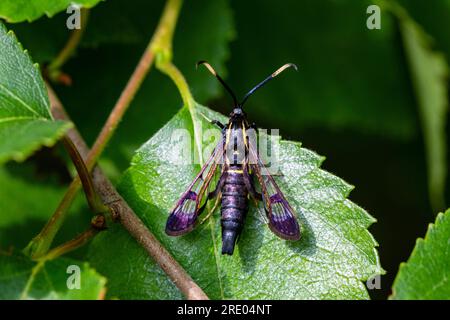 Papillon de l'aulne, boreur de l'aulne (Synanthedon spheciformis), femelle assise sur une feuille, vue dorsale, pays-Bas, Frise, Delleboersterheide Banque D'Images