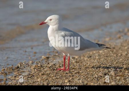 Mouette argentée (Chroicocephalus novaehollandiae, Larus novaehollandiae), assise sur la plage, Australie, Suedaustralien Banque D'Images