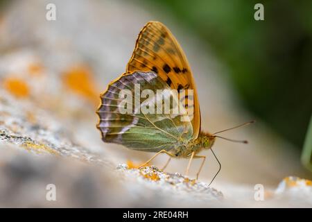 Fritillaire argenté lavé (Argynnis paphia), aspirant au sol, Allemagne, Rhénanie-Palatinat Banque D'Images