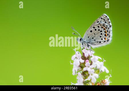 baton bleu (Baton Philotes, Baton Pseudophilotes, Baton Lycaena), assis sur une fleur, France, Pyrénées-Orientales Banque D'Images