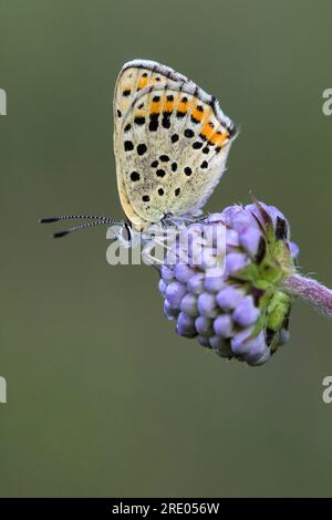Cuivre suie (Heodes tityrus, Loweia tityrus, Loweia tityrus, Lycaena tityrus), sur moraillon du diable; Succisa pratensi, pays-Bas, Frise, Banque D'Images