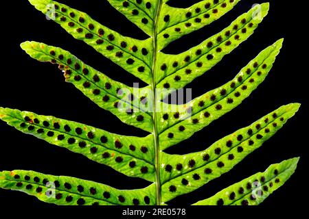 Polypodie intermédiaire (Polypodium interjectum), feuillets sur fond noir, dessous avec sori, pays-Bas Banque D'Images