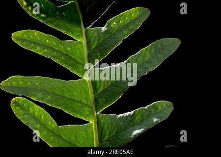 Polypodie intermédiaire (Polypodium interjectum), feuillets sur fond noir, face supérieure, pays-Bas Banque D'Images