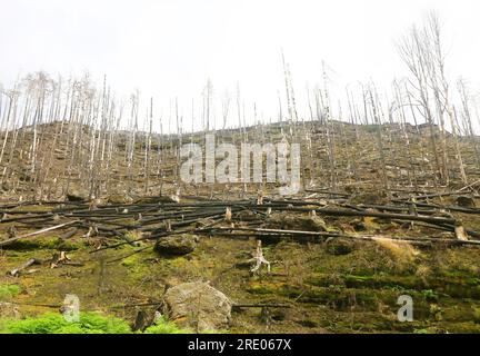 Un site de brûlage après le grand incendie de l'année dernière dans le parc national de Suisse tchèque, Hrensko, République tchèque, le 5 juillet 2023. (Photo CTK/Jan Rychetsky) Banque D'Images