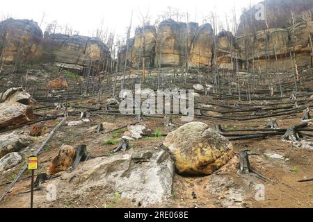 Un site de brûlage après le grand incendie de l'année dernière dans le parc national de Suisse tchèque, Hrensko, République tchèque, le 5 juillet 2023. (Photo CTK/Jan Rychetsky) Banque D'Images