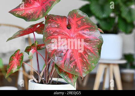 Feuille rouge vif de plante d'intérieur exotique Caladium Red Flash Banque D'Images