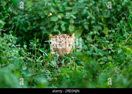 léopard mâle sauvage ou panthère ou panthera pardus font face au closeup et au moment peekaboo derrière les arbres et les feuilles dans l'habitat vert mousson naturel Banque D'Images