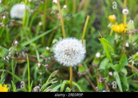 Quelques petites fleurs jaunes, pissenlits blancs et Phleum pratense. St. Retraite de Moritz : capturer les paysages pittoresques d'une ville de vacances suisse. Banque D'Images