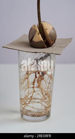 Un jeune germe d'avocat frais germe et prend racine d'une graine dans un bécher en verre avec de l'eau sur fond blanc. Germination des graines d'avocat, maison Banque D'Images