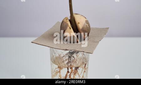 Un jeune germe d'avocat frais germe et prend racine d'une graine dans un bécher en verre avec de l'eau sur fond blanc. Germination des graines d'avocat, maison Banque D'Images